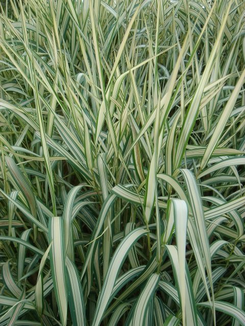 Phalaris arundinacea 'Feesey's Form'